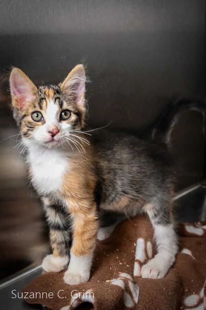 A baby medium-sized female Domestic Short Hair cat named Vidalia for adoption in New Orleans, LA