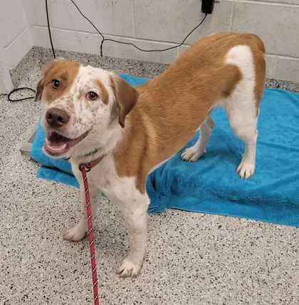 An adult large-sized male Brown / Chocolate Mixed Breed dog named Huck Finn for adoption in Kansas City, MO