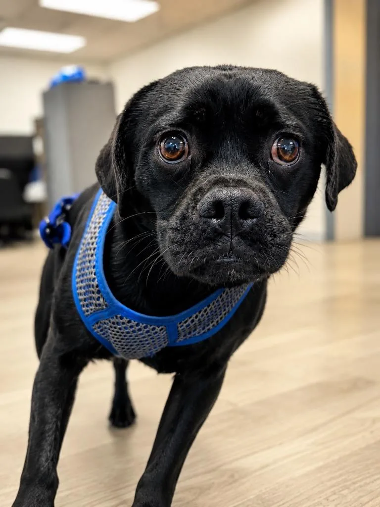 A young medium-sized male Pug dog named Cody for adoption in North Syracuse, NY