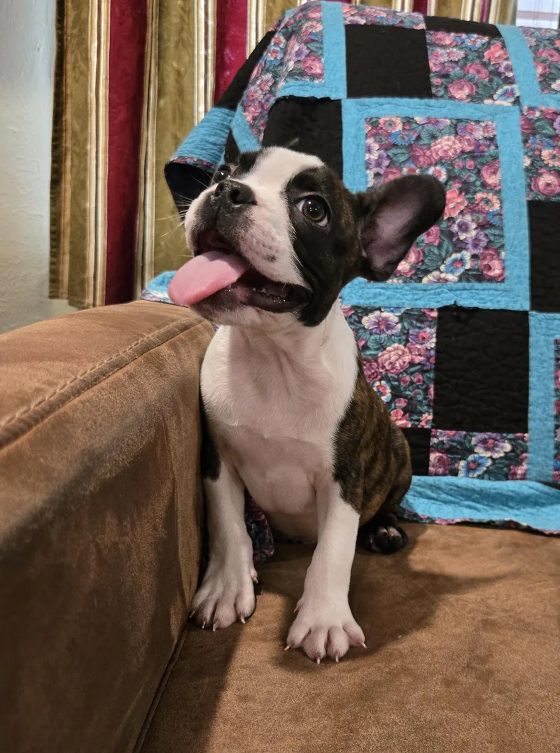 A baby small-sized male French Bulldog dog named Wyatt Earp for adoption in Muskogee, OK