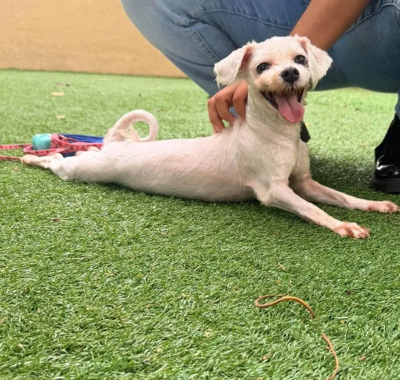 An adult small-sized female Lhasa Apso dog named Tilly for adoption in Pompano Beach, FL