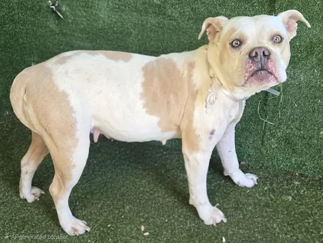 A young medium-sized female Pit Bull Terrier dog named Stella for adoption in Lancaster, CA