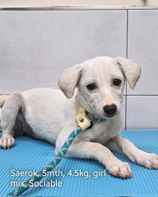A baby small-sized female Chihuahua dog named Saerok for adoption in Agoura Hills, CA