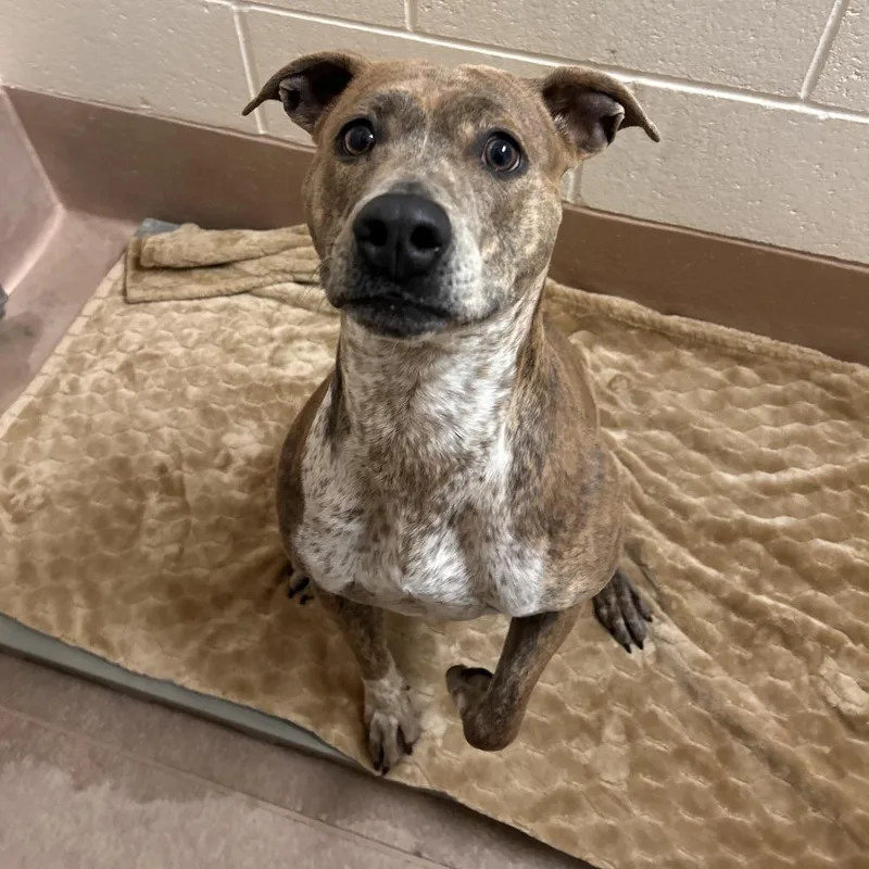 A young medium-sized female Brindle Pit Bull Terrier dog named Raincloud for adoption in Reno, NV