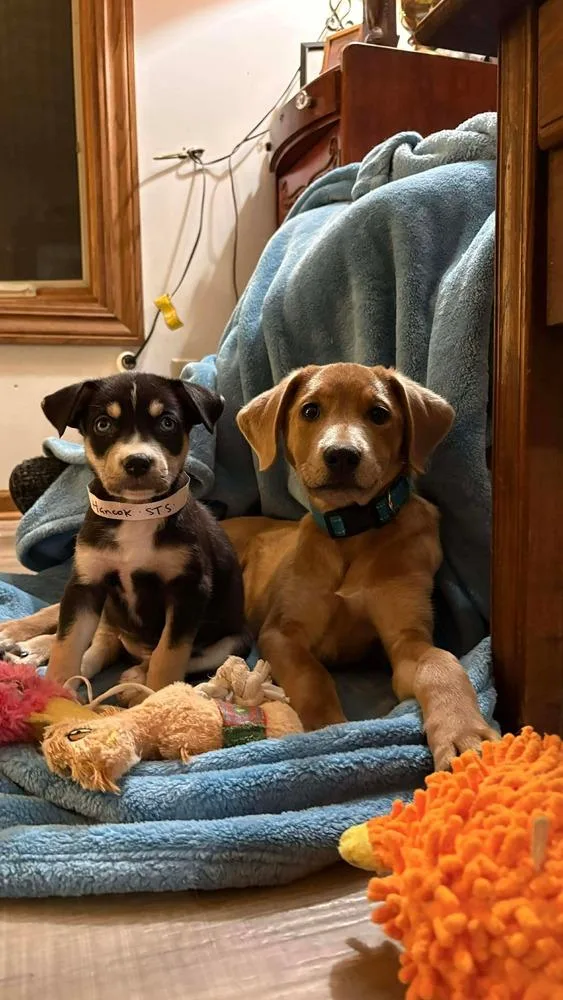 One Piece Litter  thumbnail 2