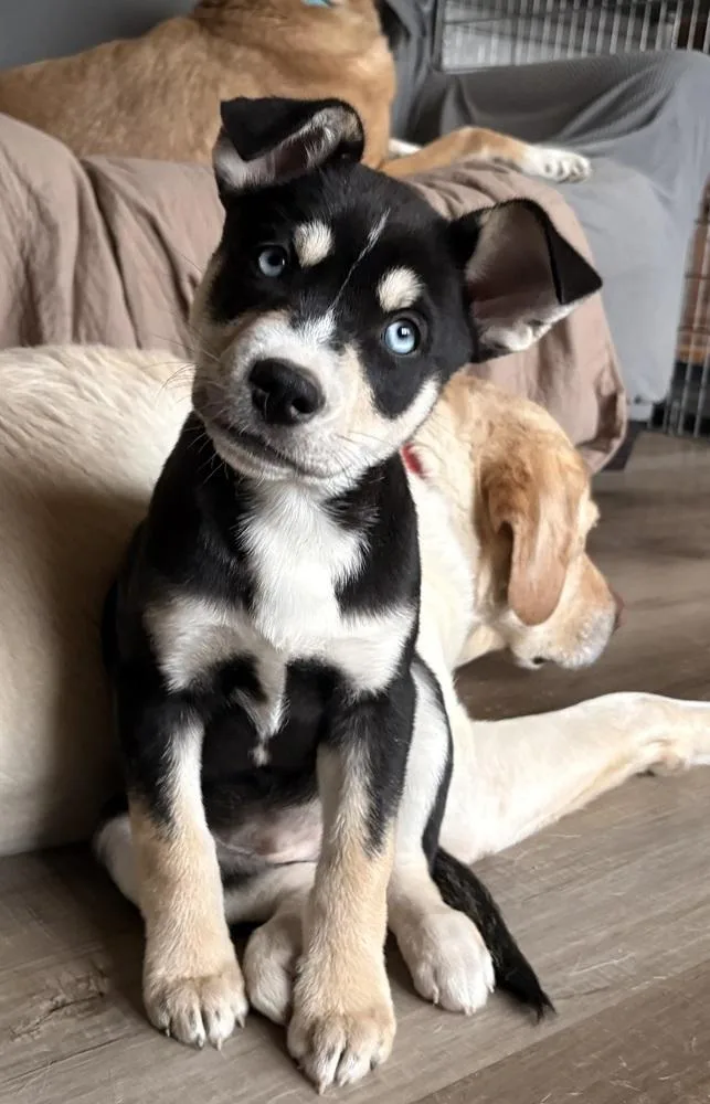 One Piece Litter  thumbnail 4