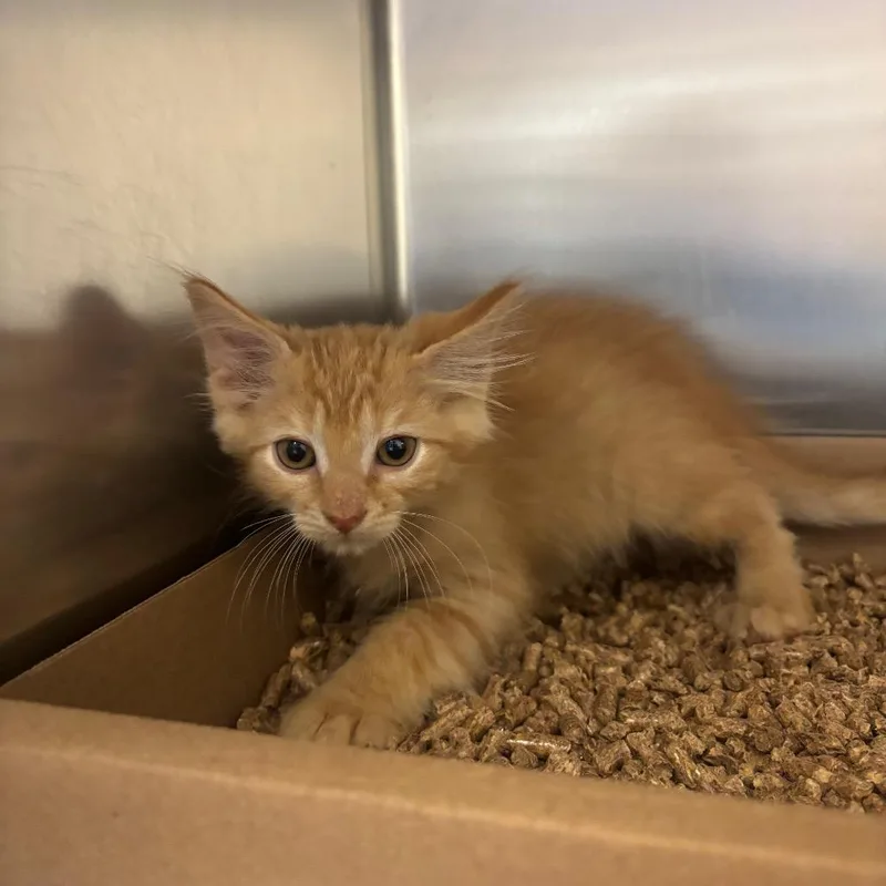 A baby small-sized male Domestic Long Hair cat named Easel for adoption in Newark, NJ