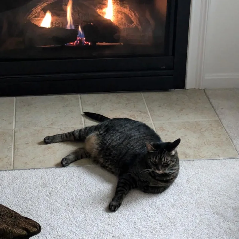 A senior large-sized female Brown / Chocolate Domestic Short Hair cat named Coco for adoption in Ashland, MA