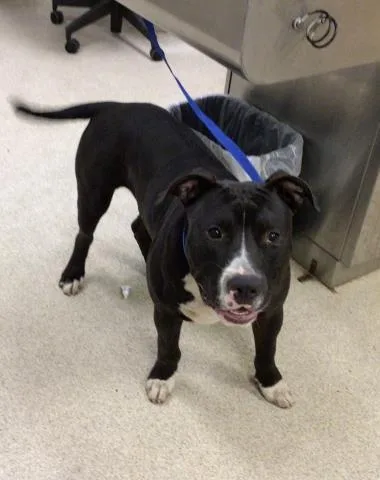 A young large-sized male Pit Bull Terrier dog named King for adoption in Riverside, CA