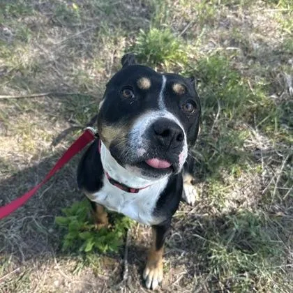 A young medium-sized female Mixed Breed dog named Bluebelle for adoption in Janesville, WI