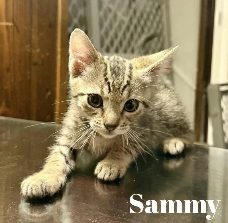 A baby small-sized male Tabby cat named Sammy C Gatlin for adoption in Saunderstown, RI