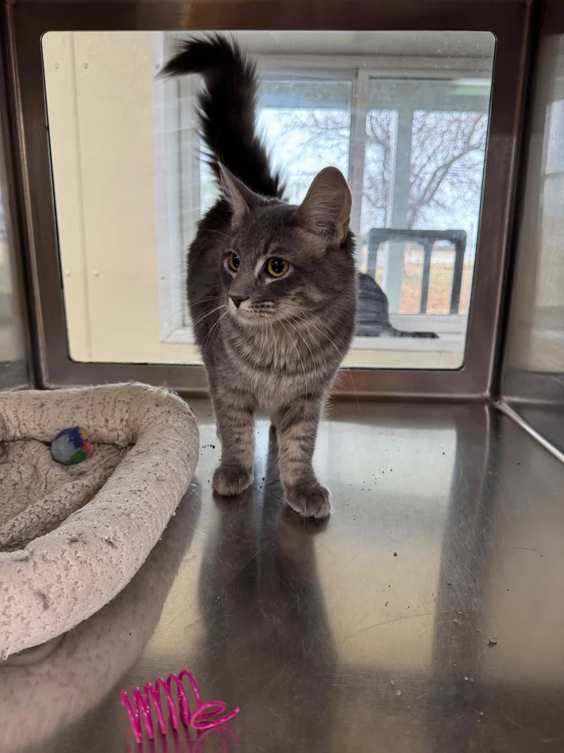 An adult medium-sized female Domestic Medium Hair cat named Queenie for adoption in Austin, MN