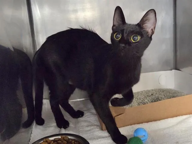 A young medium-sized female Domestic Short Hair cat named Cauldron for adoption in Panama City, FL