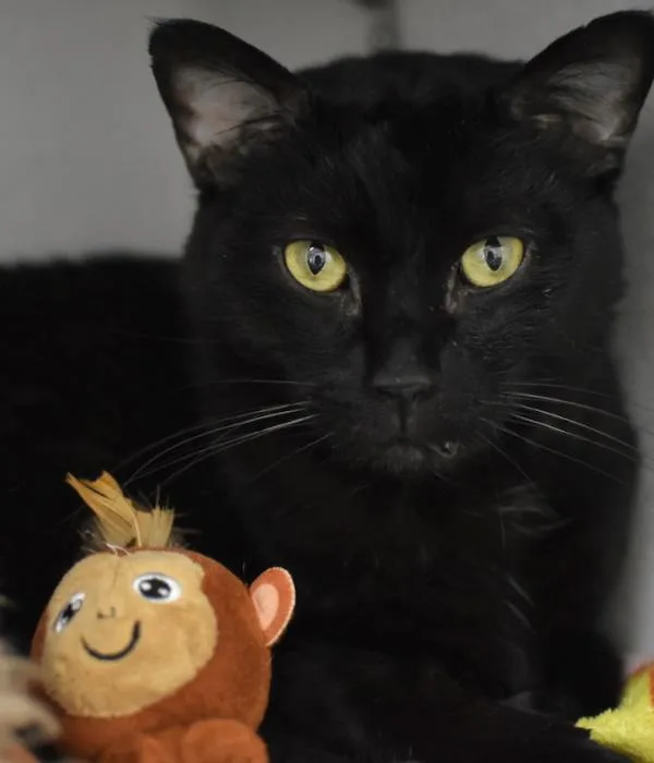 An adult medium-sized male Black Domestic Short Hair cat named Maxwell for adoption in Marietta, GA