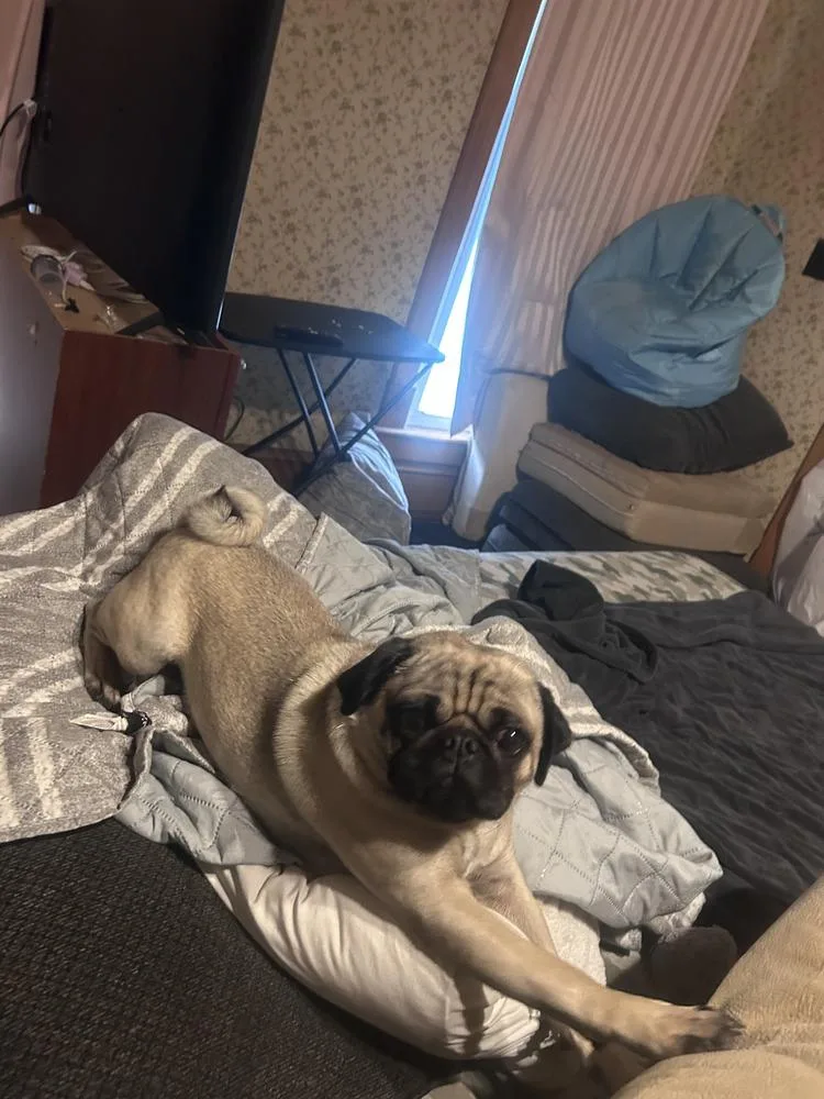 An adult small-sized male Pug dog named Dug for adoption in East Greenville, PA