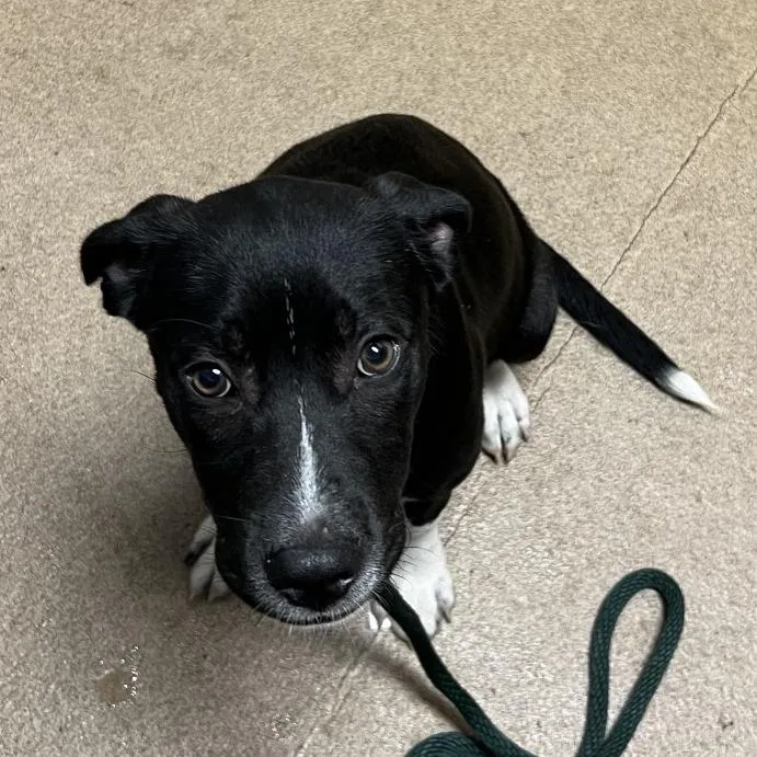 A young medium-sized male Black Mixed Breed dog named Invincible for adoption in Chattanooga, TN