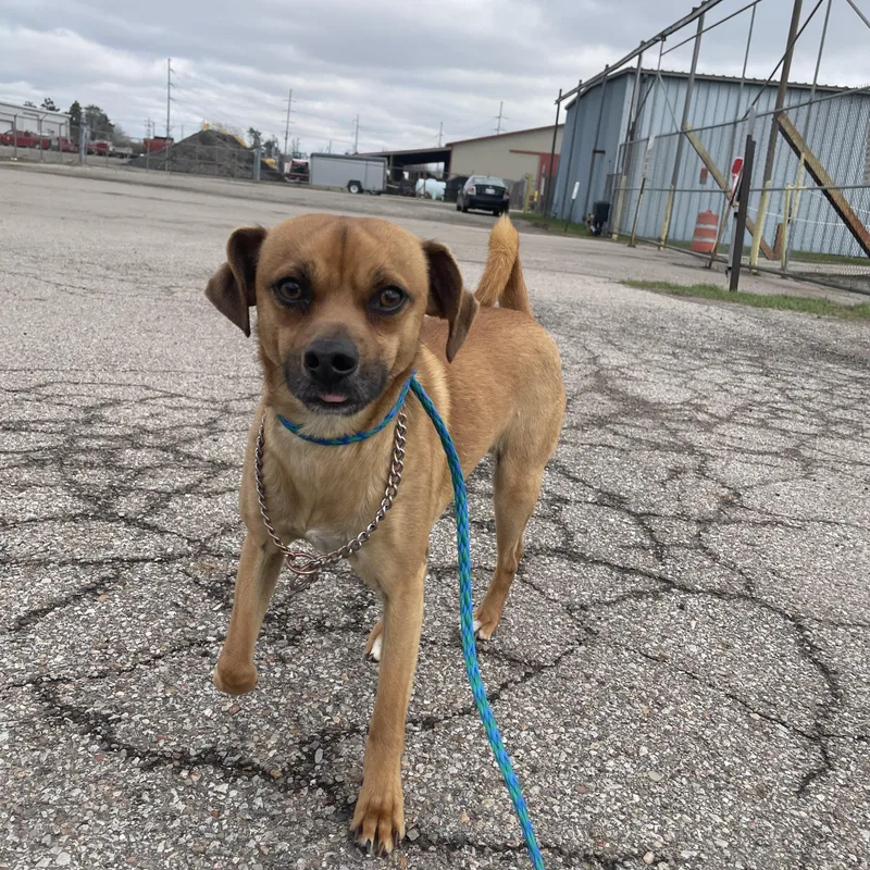 A young small-sized male Golden Mixed Breed dog named Ruger for adoption in Washington Court House, OH
