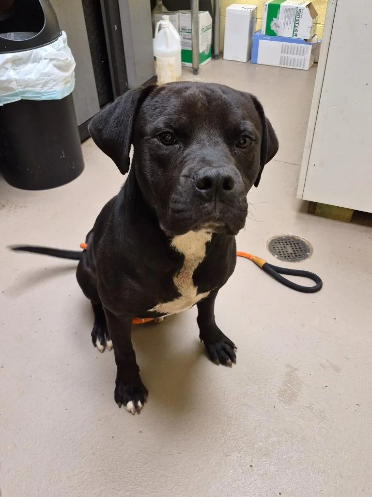 A young medium-sized male American Bulldog dog named Porkchop for adoption in Crossville, TN