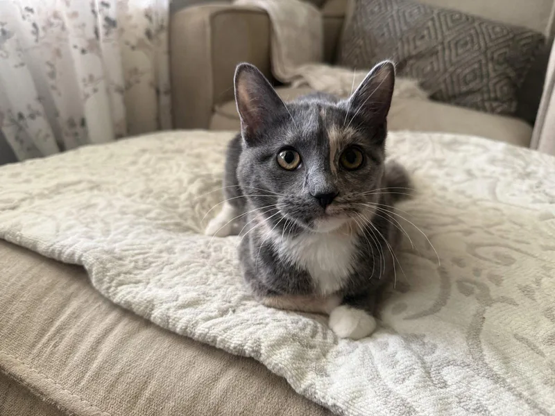 A baby medium-sized female Dilute Calico cat named Muffin for adoption in Fenton, MO