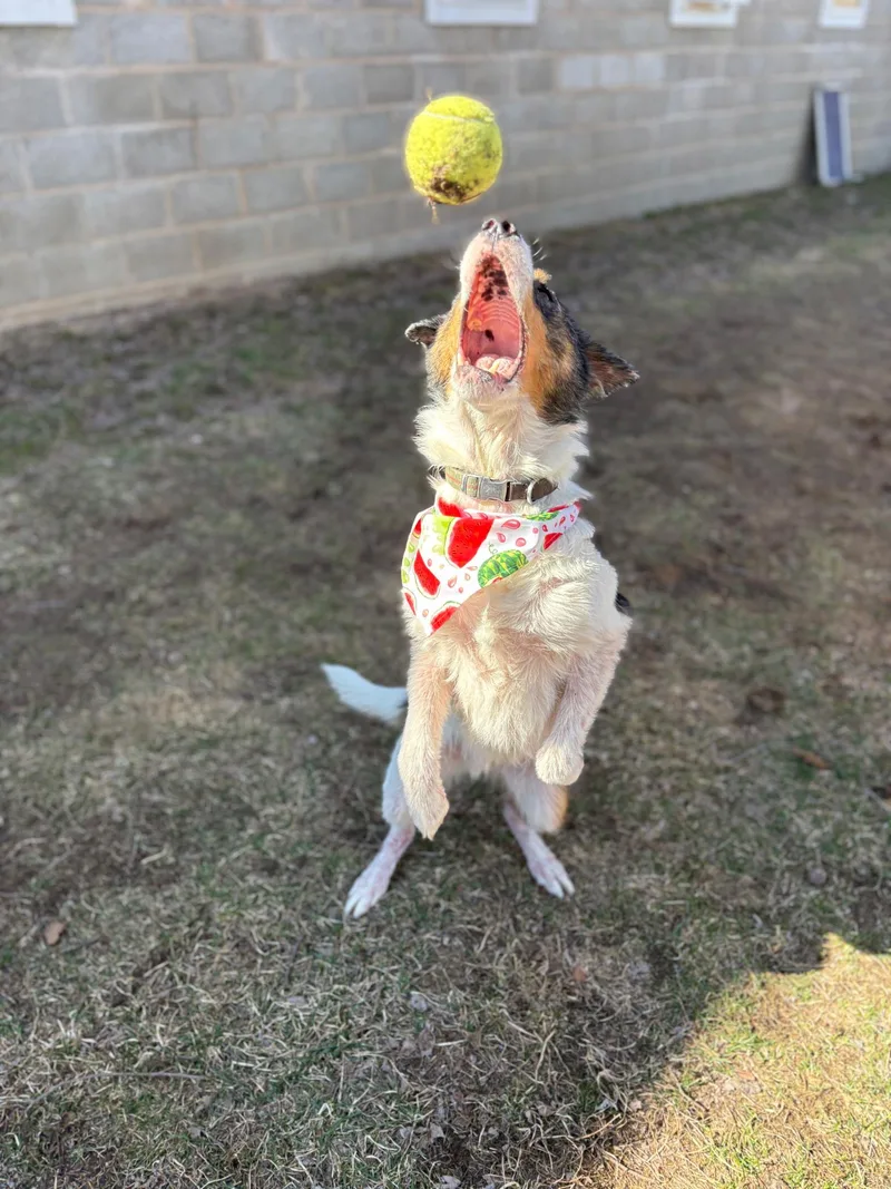 An adult medium-sized male White / Cream German Shepherd Dog dog named Duke for adoption in Sauk City, WI