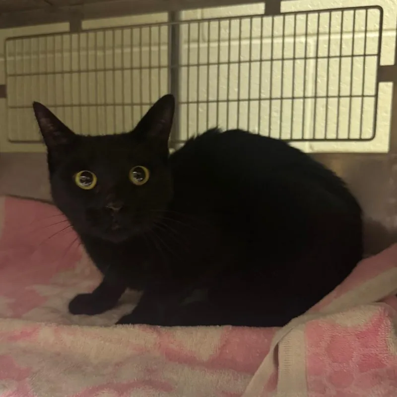 An adult medium-sized female Black Domestic Short Hair cat named Waffle for adoption in Bristol, IN