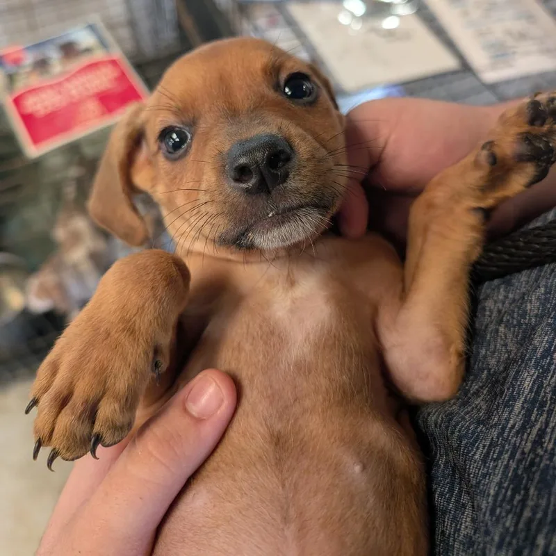 A baby large-sized male Brown / Chocolate Mixed Breed dog named Caduceus for adoption in Leander, TX