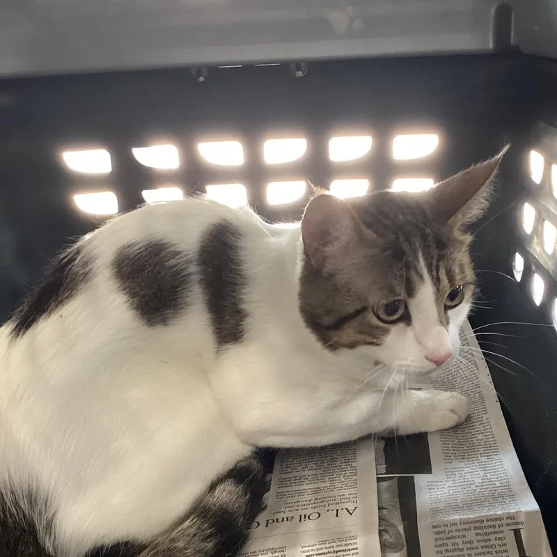 A young medium-sized male White Domestic Short Hair cat named Bubba for adoption in Montgomery, AL