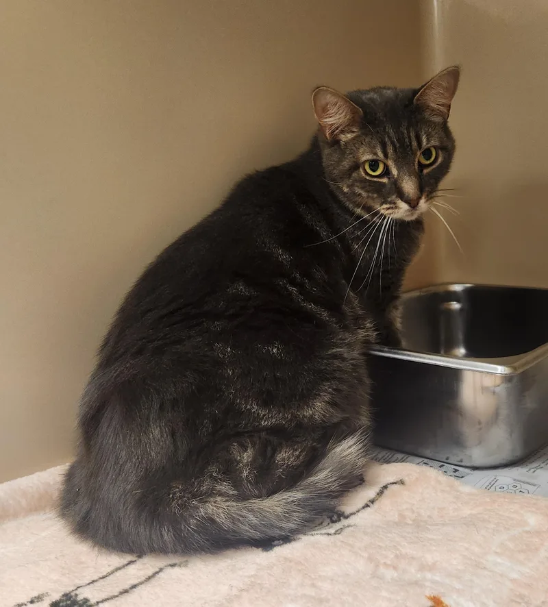 A young medium-sized male Tabby (Brown / Chocolate) Domestic Short Hair cat named Anakin for adoption in Clayton, NJ