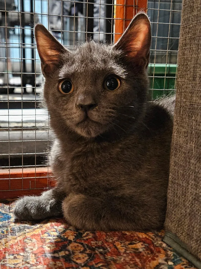 A baby medium-sized male Gray / Blue / Silver Domestic Short Hair cat named Bruh for adoption in Elverson, PA