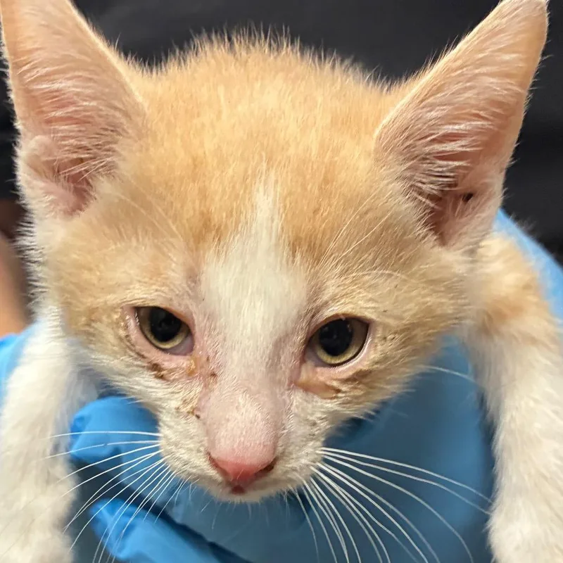 A baby small-sized male Orange / Red Domestic Short Hair cat named Bib for adoption in Yuma, AZ