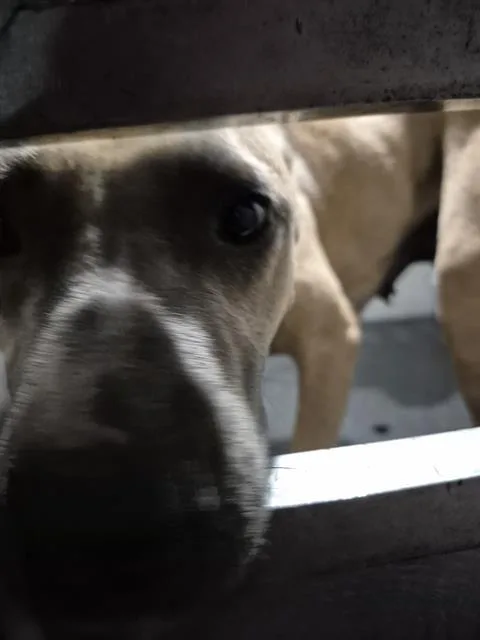 A young medium-sized female American Staffordshire Terrier dog named Suzie for adoption in San Antonio, TX