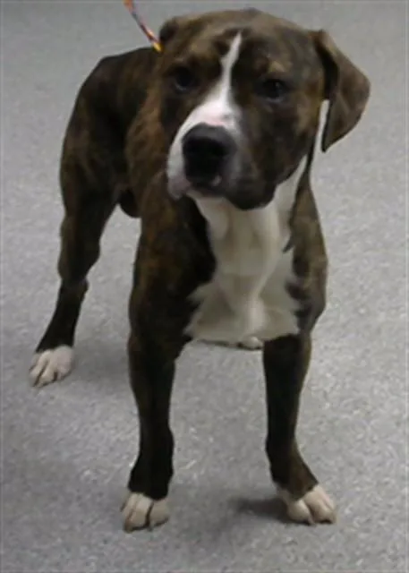 A young large-sized male Pit Bull Terrier dog named Apolo for adoption in Pasadena, TX