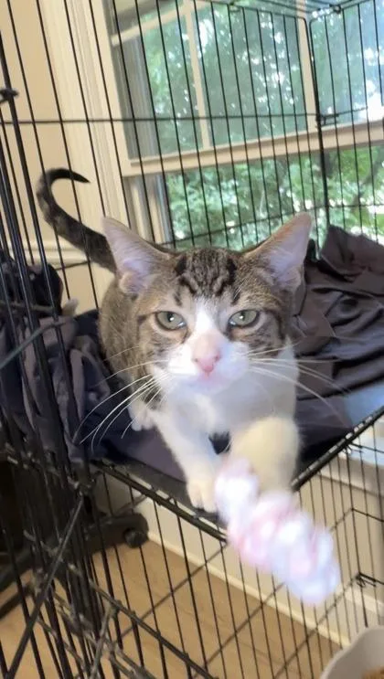A baby small-sized male Domestic Short Hair cat named Green for adoption in Lawrenceville, GA