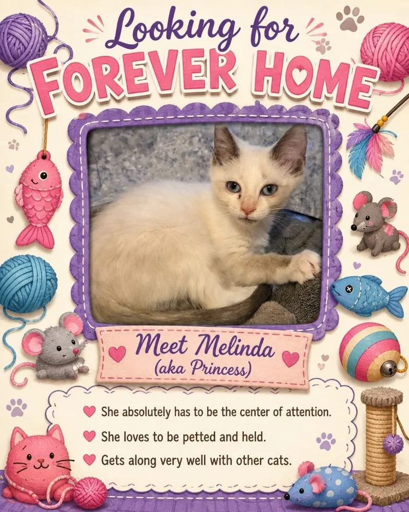 A baby medium-sized female Domestic Short Hair cat named Melinda for adoption in Rome, GA
