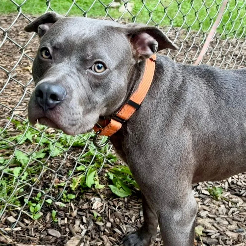 A young medium-sized male Gray / Blue / Silver Pit Bull Terrier dog named Waldo for adoption in Deerfield, IL