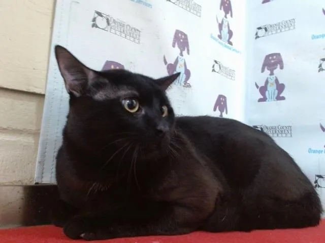 A young large-sized male Domestic Short Hair cat named Mark for adoption in Orlando, FL