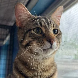 An adult large-sized male Brown / Chocolate Domestic Short Hair cat named Yeero for adoption in Austin, TX