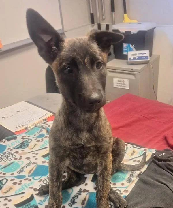 A baby large-sized female Belgian Shepherd / Malinois dog named Capital One for adoption in Dublin, CA