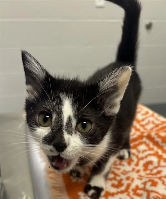 A baby small-sized male Domestic Short Hair cat named Kimchi for adoption in Indianapolis, IN