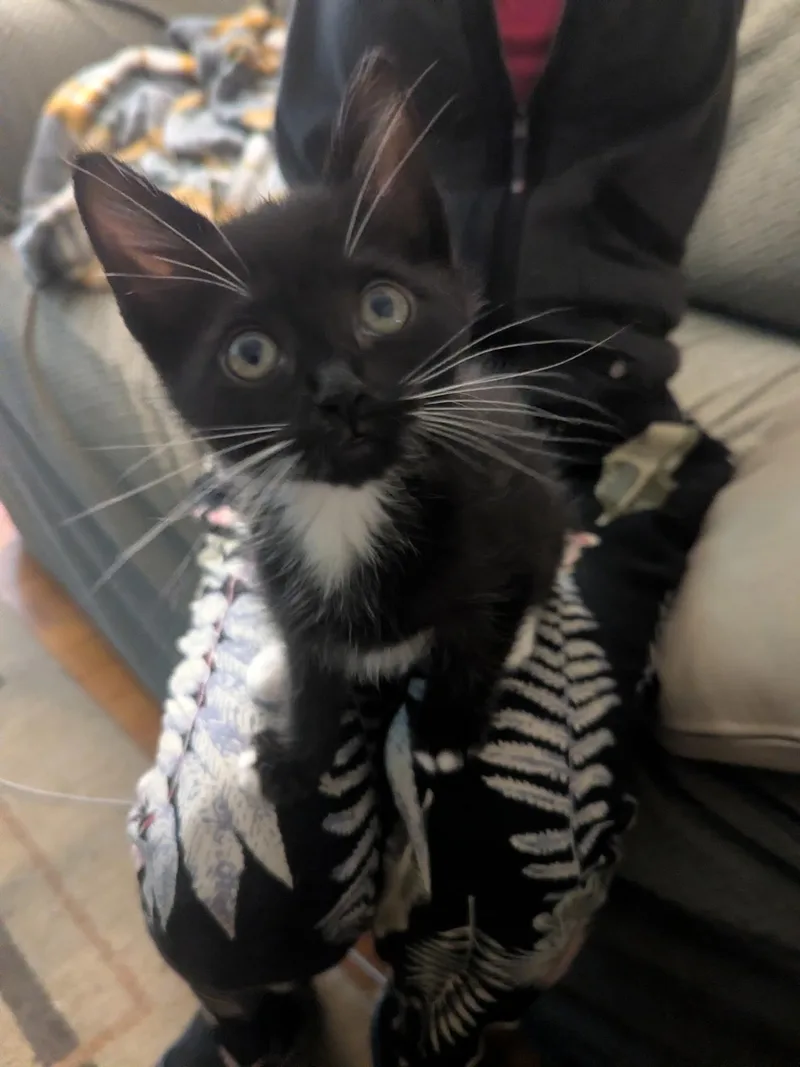 A young medium-sized male Black & White / Tuxedo Domestic Short Hair cat named Posey for adoption in Marietta, GA
