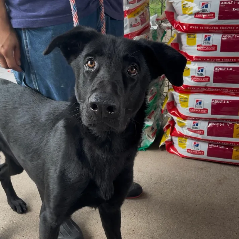 An adult large-sized male Black Mixed Breed dog named Beansie for adoption in Lake Jackson, TX