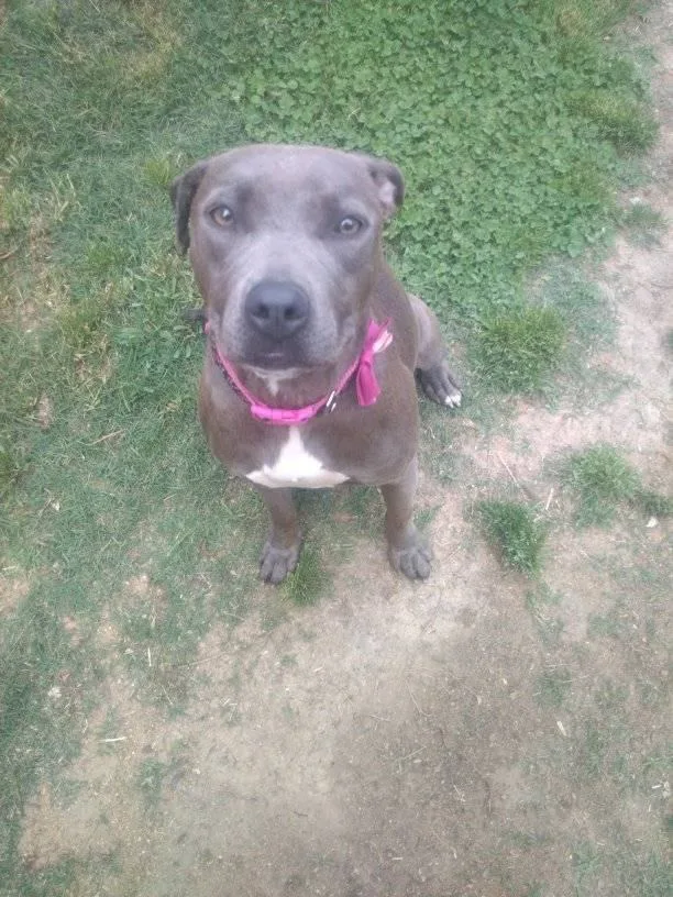 An adult large-sized female Gray / Blue / Silver Pit Bull Terrier dog named Lulu for adoption in Scotland Neck, NC