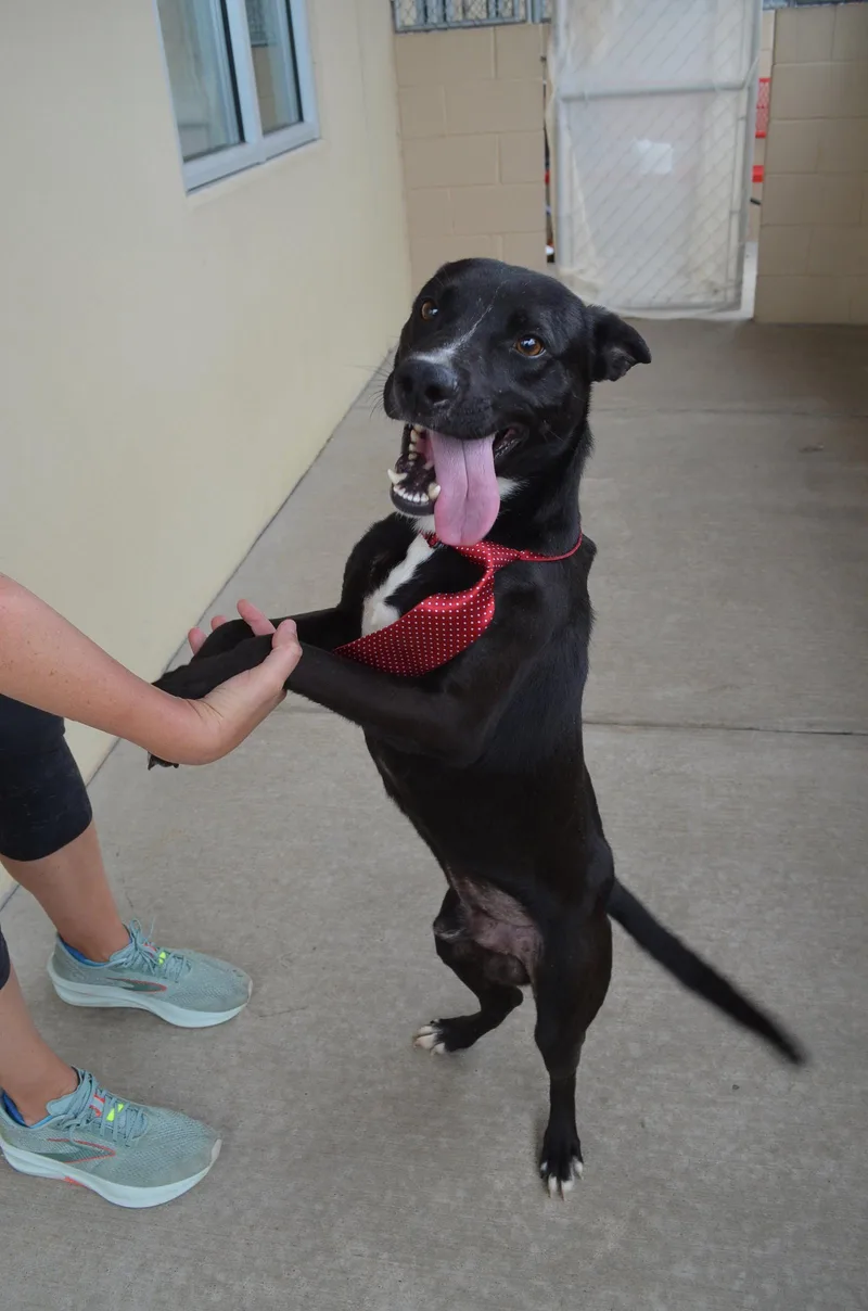 A young large-sized male Labrador Retriever dog named Marlin for adoption in McKinney, TX
