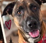An adult large-sized male Bicolor Belgian Shepherd / Malinois dog named Rocco for adoption in Norfolk, VA
