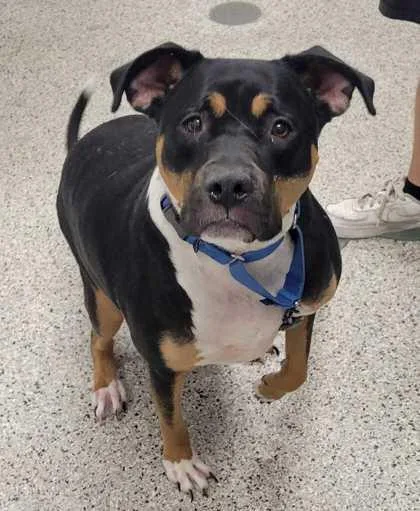 An adult extra large-sized female Black Pit Bull Terrier dog named Zilla for adoption in Kansas City, MO