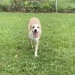 Bagel