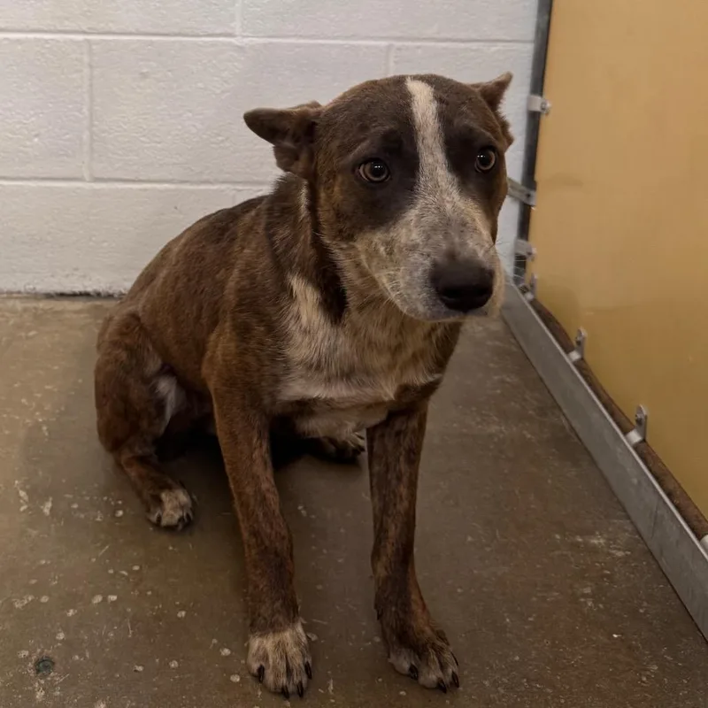 A young medium-sized female Gray / Blue / Silver Mixed Breed dog named Willow for adoption in Columbiana, AL