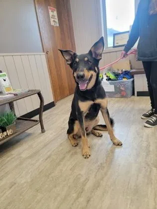 An adult medium-sized male German Shepherd Dog dog named Anubis for adoption in Fergus Falls, MN