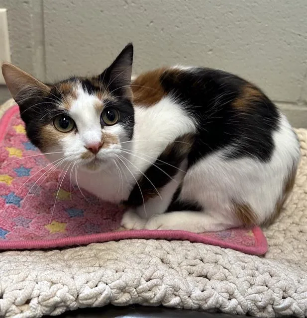 A baby medium-sized female Domestic Short Hair cat named Majorie for adoption in Peoria, IL