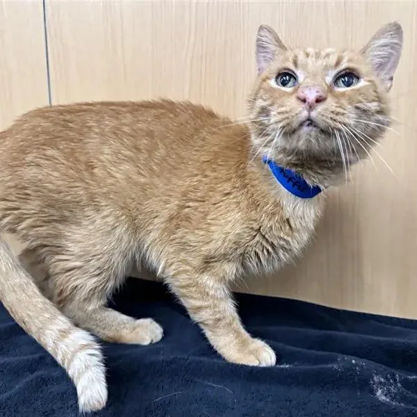 A senior medium-sized male Orange / Red Domestic Short Hair cat named Kerfuffle for adoption in Saint Louis, MO